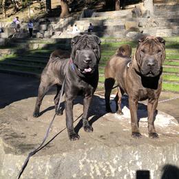 Chinese Shar-Pei All Grown Up from Setareh Chinese Shar Pei