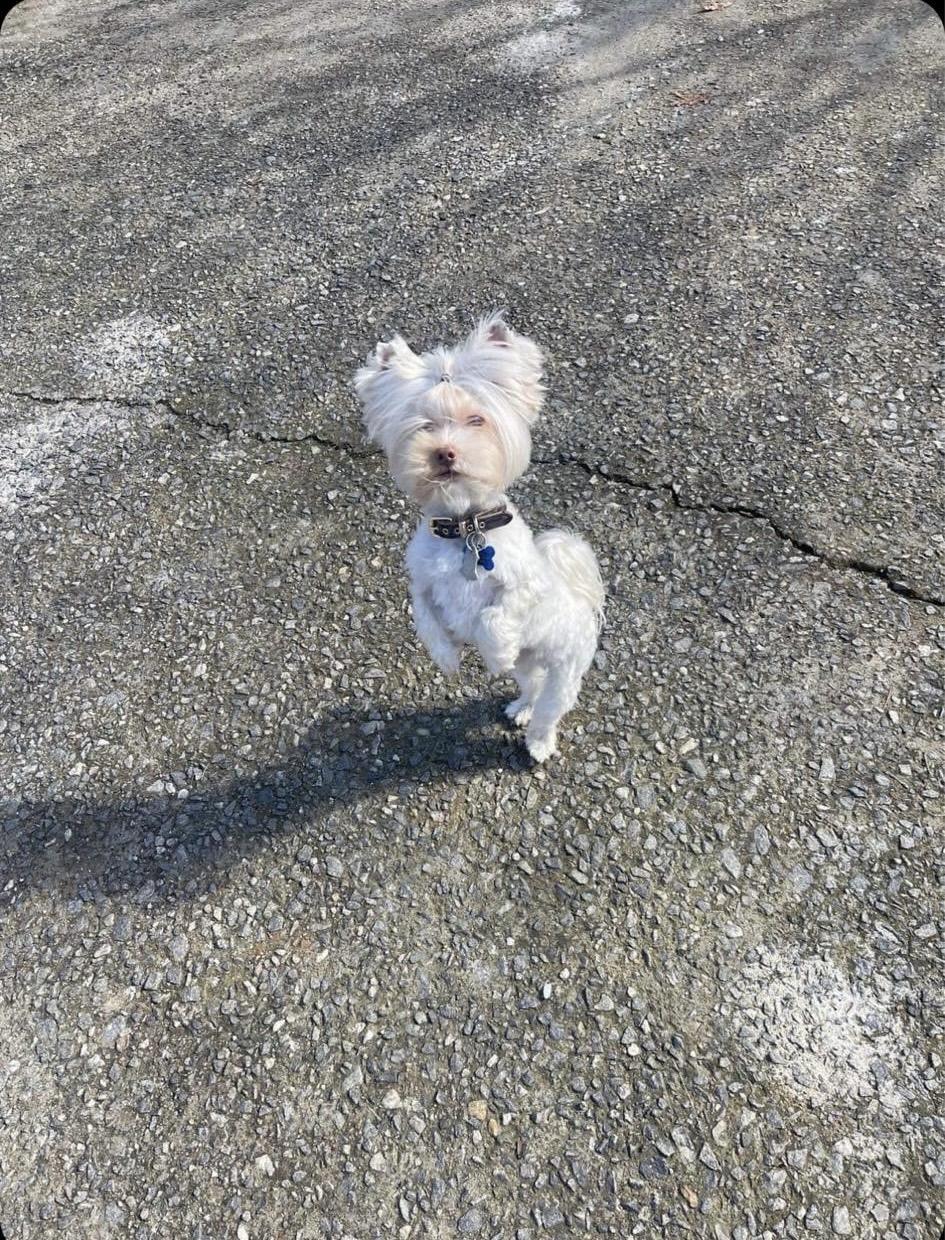 Milo