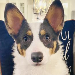 Pembroke Welsh Corgis from Rodick’s Corgis