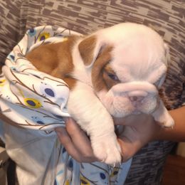 Bulldog Puppies from Baggy Bulldogs of Amarillo
