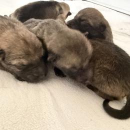 Boy 2 - male Czechoslovakian Vlcak puppy in Florida from DireWolf Pack