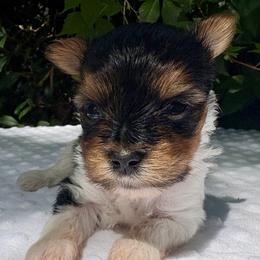 Angel - Black tan and white female Biewer Terrier puppy in Bunnell, Florida from Royal Biewer and Royal Aussies