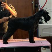 Rose - Standard Schnauzer
