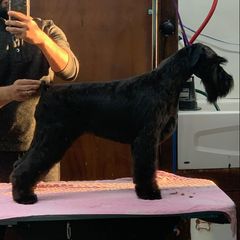 Rose - Standard Schnauzer