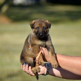 Orange - Sable female German Shepherd puppy in Cherryville, North Carolina from Masky Kennel