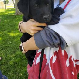 Labrador Retriever Puppies from BlackRidge Labradors