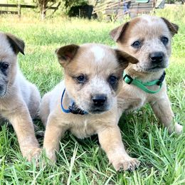 Australian Cattle Dog Puppies from Turnpike Creek Canines