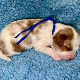 Chris - Blenheim male Cavapoo puppy in Fort Worth, Texas from Creekwood Miniature Cavapoos