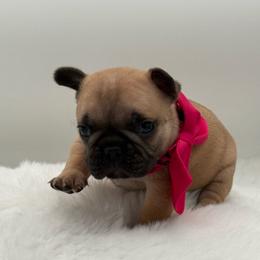Lilly - Fawn female French Bulldog puppy in Largo, Florida from Big Daddy Frenchies