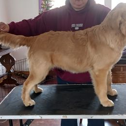 Doberman Pinscher, Flat-Coated Retriever, and Golden Retriever All Grown Up from Creekwood Kennel