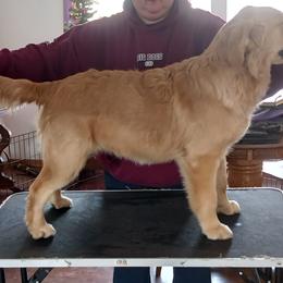 Doberman Pinscher, Flat-Coated Retriever, and Golden Retriever All Grown Up from Creekwood Kennel