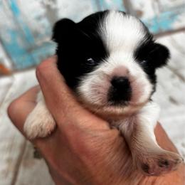 Sally - Black and white female Shih Tzu puppy in Claremont, California from Lovable Shih Tzus