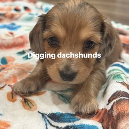 Leo - Dapple male Dachshund puppy in Denison, Texas from Digging Dachshunds