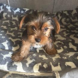 San San - Chocolate, tan and white female Yorkshire Terrier puppy in Jacksonville, Florida from Lake Shore Yorkies