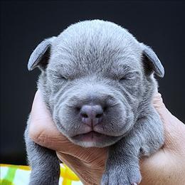 Flannel - Blue male Staffordshire Bull Terrier puppy in Dallas, Texas from Wild Blue Staffords