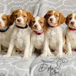Boy 1 - Orange and white male Brittany puppy in Eagle, Wisconsin from Dzika Place Kennels