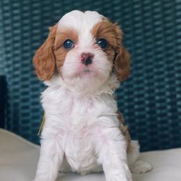 Sprinkles - Cavapoo