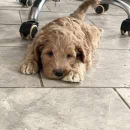 Missy - Apricot female Goldendoodle puppy in Sugarcreek, Ohio from True Hearted Doodles
