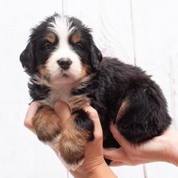 Purple Collar Female 5000 - Black rust and white female Bernese Mountain Dog puppy in Collinsville, Texas from Berner Dynasty