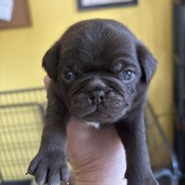 Dark green collar - Fawn male Pug puppy in Belmont, New Hampshire from Crazy Pugs Haven