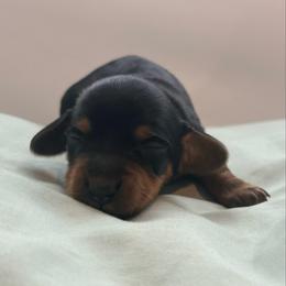 Juniper - Black and tan female Dachshund puppy in Massies Mill, Virginia from Pigeon Hill Dachshunds
