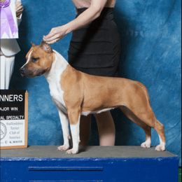 Jazz - American Staffordshire Terrier