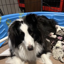Kina - Shetland Sheepdog