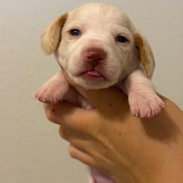 Extreme Red Piebald Female - Piebald female Dachshund puppy in El Paso, Texas from Micah's Minis
