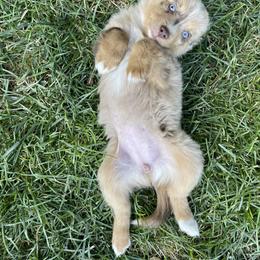 Australian Shepherd, Miniature American Shepherd, Miniature Australian Shepherd, and Toy Australian Shepherd Puppies from Painted Blue Aussies