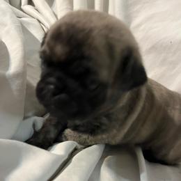 Gigi - Brindle female Pug puppy in South Carolina from Nellies Pugs