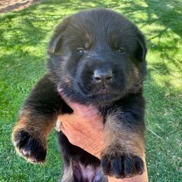 26F Pink Collar - Black and tan female German Shepherd puppy in Mariposa, California from Team Reeves Ranch