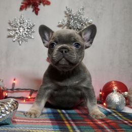 Blossom - Blue female French Bulldog puppy in Citrus Heights, California from Cali Rooted Bullyz