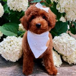 Thea-Toy Poodle - Red female Maltipoo puppy in Morehead, Kentucky from Paw Perfect Pets
