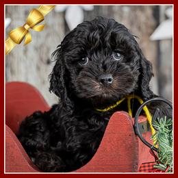 Alexis - Black and tan female Cockapoo puppy in Connersville, Indiana from Deaz Doodle Ranch