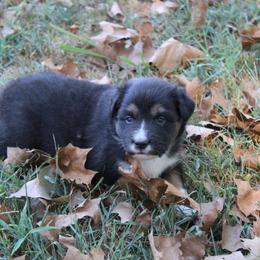 Norman - Black tri-color male Australian Shepherd puppy in Kansas, Oklahoma from Windy G Farm