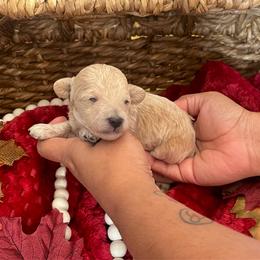 Im Your Puppet - Apricot male Poodle puppy in Hemet, California from Vallevistadoodles