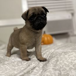 French Bulldog and Pug Puppies from Peachy Pugs