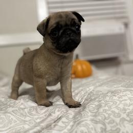 French Bulldog and Pug Puppies from Peachy Pugs