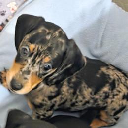 Bunny Tracks - Black and cream male Dachshund puppy in Roseville, California from Denver's Golden Dashies