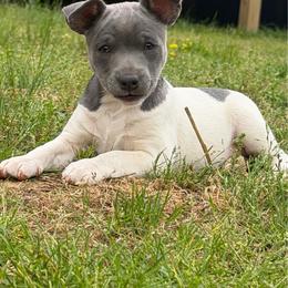 Girl 2 - White and blue female Rat Terrier puppy in Bee Branch, Arkansas from Rust Creek Rat Terrier’s