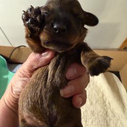 Boy One - Wild boar male Dachshund puppy in Marinette/Green Bay, Wisconsin from Incahoots Smooth and Wirehaired Dachshunds
