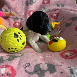 Sunflower-Yellow Collar - Phantom female Poodle puppy in Winter Haven, Florida from Herdez’s Poodles