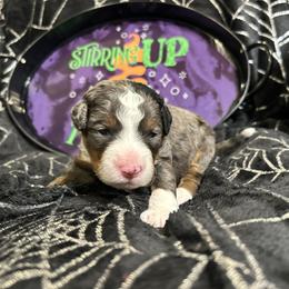Bernedoodle Puppies from Elite Bernedoodle Besties LLC