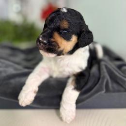 Girl 4 - female Poodle puppy in Middlebourne, West Virginia from El Silencio Standard Poodles