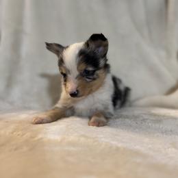 Toy Australian Shepherd Puppies from 4LH Australian shepherds