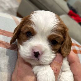 Oliver - Blenheim male Cavalier King Charles Spaniel puppy in Gallatin, Tennessee from Kids and Canines