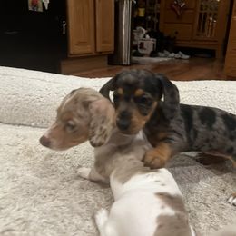 Dachshund Puppies from Bergamo’s  Dachshunds