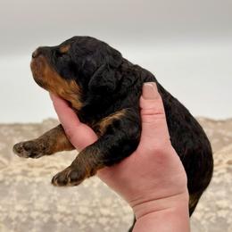 Prince Naveen - Tri-color male Bernedoodle puppy in Munster, Indiana from Miranda’s Sunshine Poodles and Doodles