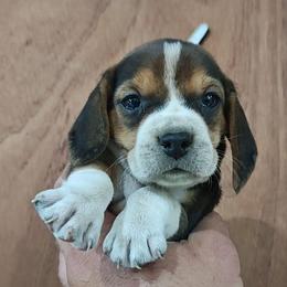 Moe - Black tan and white male Beagle puppy in Palmyra, Nebraska from Nebraska K9's