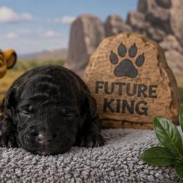 Zazu - Black and white male Shihpoo puppy in Hertford, North Carolina from Heaven Sent Shihpoo's